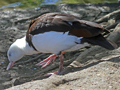 Raja Shelduck